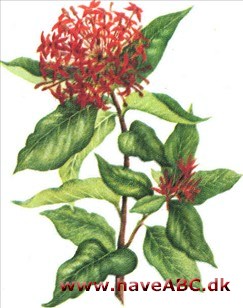 Ixora - Ixora Ixora - Ixora