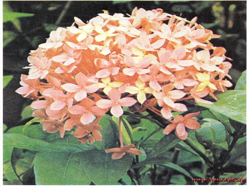Ixora coccinea Ixora coccinea
