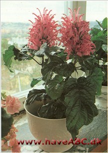 Jakobinia er en flot plante, der kan blive meterhøj. Den kræver megen varme, vand og gødning i vækstperioden - og den skal have frisk luft. Og så er den en ikke helt almindelig dekorationsplante.
