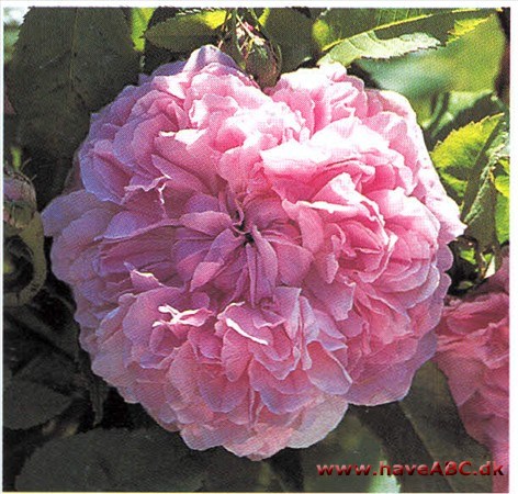 Rosen, som er opkaldt efter en general og opdagelsesrejsende i 1500-tallet, hører sammen med 'Comte de Cham­bord' til de mest populære gammel­dags roser. En forklaring er ...