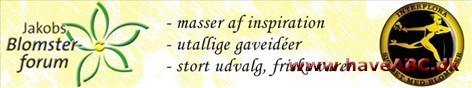Jakobs Blomsterforum ApS 7 kreative blomsterdekoratører/elever arbejder ihærdigt for at lave spændende gaveide'er og blomsterarrangementer du kan nyde derhjemme.
Der er altid spændende dekorationer buketter.