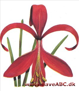 Jakobslilje - Sprekelia formosissima 2 Jakobslilje - Sprekelia formosissima 2
