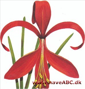Jakobslilje - Sprekelia formosissima † Jakobslilje - Sprekelia formosissima †