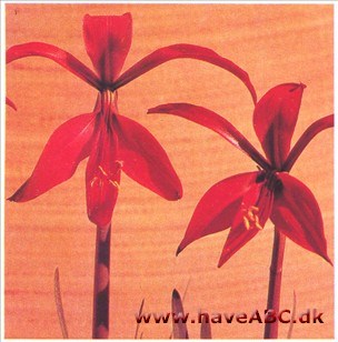 Jakobslilje - Sprekelia formosissima Jakobslilje - Sprekelia formosissima