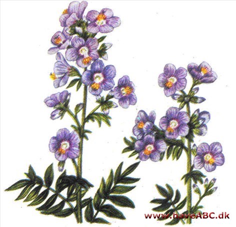 Jakobsstige - Polemonium caeruleum Jakobsstige - Polemonium caeruleum