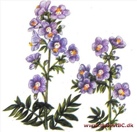 Jakobsstige - Polemonium caeruleum