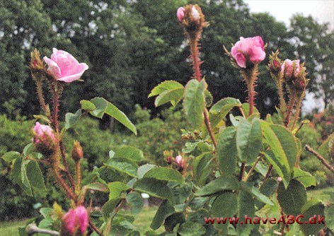 De små, pink, fyldte, flade, meget duftende blomster udvikles i juni. Stænglerne er meget mossede. Planten kan trives i ...Se mere her ... 