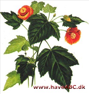 Japanlygte - Abutilon megapotamicum Japanlygte - Abutilon megapotamicum