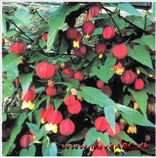 Japanlygte - Abutilon rnegapotarnicum