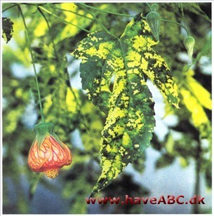 Japanlygte, Ahornbladet klokketræ - Abutilon pictum (syn. striatum)