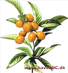 Japanmispel - Eriobotrya japonica Japanmispel - Eriobotrya japonica