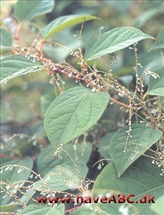 Japanpileurt - Fallopia japonica Ses sensommer - midt på efteråret. Denne indvandrede plante er nu en af de højeste urteagtige planter i Europa. Fantastisk nok har den koloniseret flere lande, blandt andet Storbritannien, uden ...