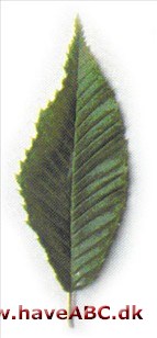 Japansk avnbøg - Carpinus japonica Japansk avnbøg - Carpinus japonica