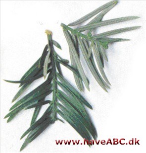 Japansk blommetaks - Cephalotaxus harringtonia