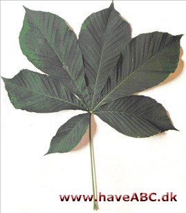Japansk hestekastanie - Aesculus turbinata Japansk hestekastanie - Aesculus turbinata