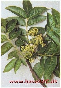 Japansk korktræ - Phellodendron japonicum