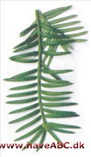 Japansk nøddetaks - Torreya nucifera