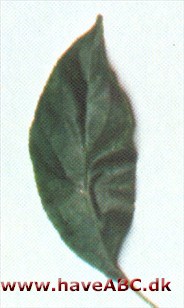 Japansk paradisæble - Malus floribunda