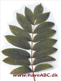 Japansk røn - Sorbus commixta