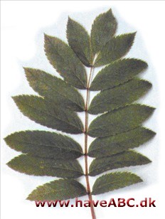 Japansk røn - Sorbus commixta Japansk røn - Sorbus commixta