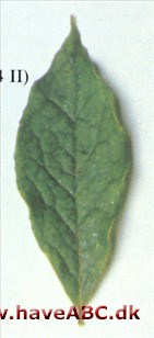 Japansk stewartia - Stewartia pseudocamellia