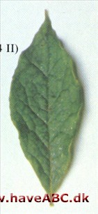 Japansk stewartia - Stewartia pseudocamellia Japansk stewartia - Stewartia pseudocamellia