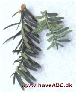 Japansk taks - Taxus cuspidata Japansk taks - Taxus cuspidata