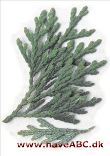 Japansk thuja - Thuja standishii Japansk thuja - Thuja standishii