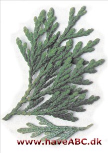 Japansk thuja - Thuja standishii