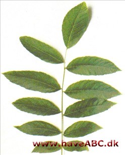 Japansk valnød - Juglans ailantifolia