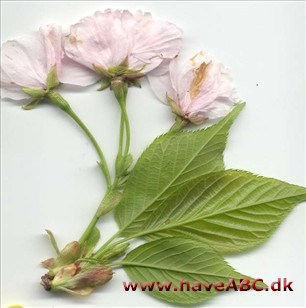 Japanske kirsebær - Prunus serrulata Japanske kirsebær - Prunus serrulata