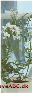 Jasmin - Jasminum 2 Der dyrkes flere arter som stueplanter, og de er alle klatrende eller rankende med små, dejligt duftende blomster. For at blomstre skal de have meget lys, men ikke skarp sol, og må ikke tørre ud.