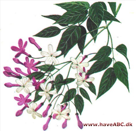 Jasmin - Jasminum Jasmin - Jasminum