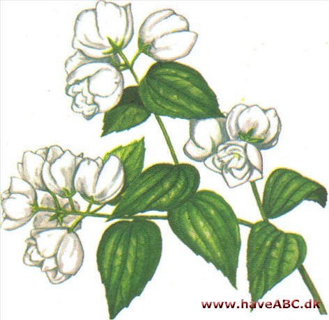 Jasmin, uægte - pibeved - Philadelphus Jasmin, uægte - pibeved - Philadelphus