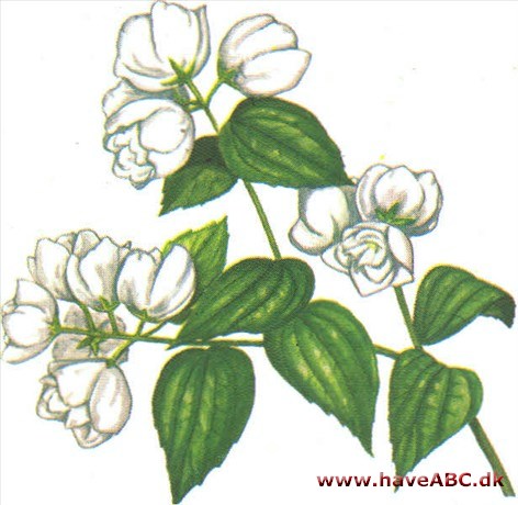 Jasmin, uægte - pibeved - Philadelphus