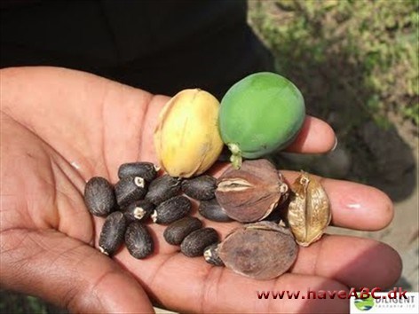 Jatropha som oliekilde Jatropha som oliekilde