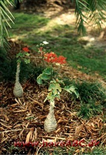 Jatropha Jatropha