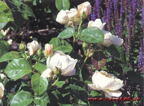 Jayne Austin De mellemgule, meget fyldte (110-130 kronblade), 4-6 cm store blomster er samlet i små stande. De udvikles i ...Se mere her ...