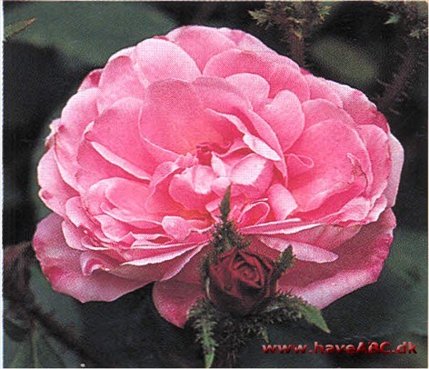 Kraftig, men ikke desto mindre graciøs med sine strålende rosa blomster. Når de er helt udsprungne, udstilles den ravgule støvbærerkrans ...