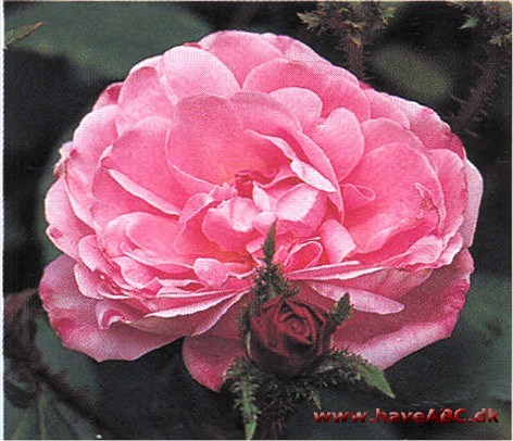 Jeanne de Montfort. Kraftig, men ikke desto mindre graciøs med sine strålende rosa blomster. Når de er helt udsprungne, udstilles den ravgule støvbærerkrans ...