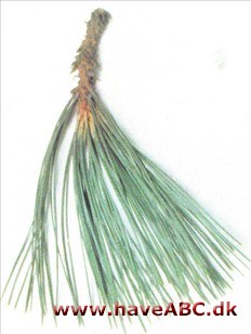 Jeffreys fyr - Pinus jeffreyi Jeffreys fyr - Pinus jeffreyi