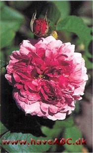 Man har fremsat den meget spænden­de tanke, at rosen har fået sit navn ef­ter sangerinden og danserinden, som Baudelaire elskede og skrev så smukt om ...