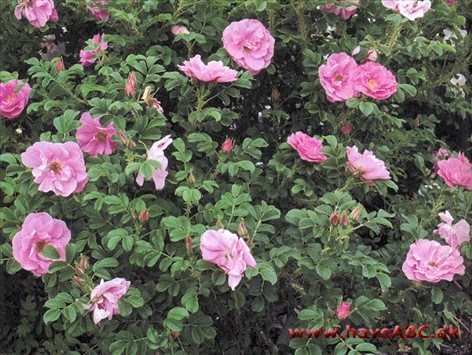 Knopperne er ægformede. Blomsterne er pink, fyldte (25 kronblade) og 6-7 cm i diameter. De udvikles i ...Se mere her ... 