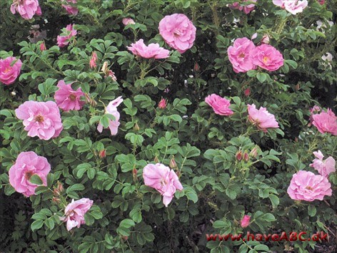 Jens Munk Knopperne er ægformede. Blomsterne er pink, fyldte (25 kronblade) og 6-7 cm i diameter. De udvikles i ...Se mere her ...