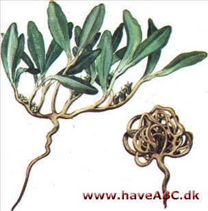 Jerikorose - Anastatica hierochuntica Jerikorose - Anastatica hierochuntica