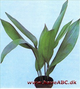 Jernplante Aspidistra - Aspidistra elatior Jernplante Aspidistra - Aspidistra elatior