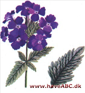 Jernurt - Verbena Jernurt - Verbena