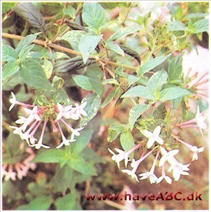 Johannesblomst - Bouvardia domestica Johannesblomst - Bouvardia domestica