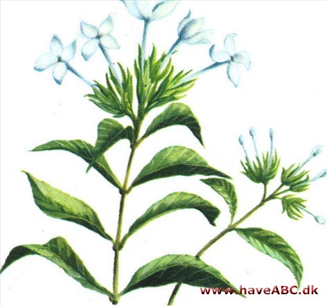 Johannesblomst - Bouvardia hybrida Johannesblomst - Bouvardia hybrida