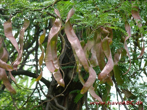 Johannesbrødtræ - Ceratonia siliqua